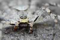 Philodromus margaritatus