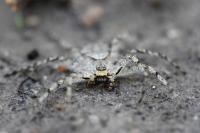 Philodromus margaritatus