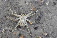 Philodromus margaritatus