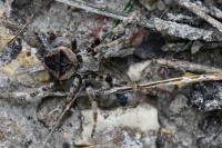 Araneus angulatus