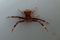 Pistius truncatus