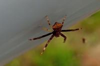 Pistius truncatus