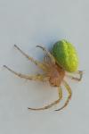 Araniella