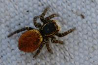 Carrhotus xanthogramma