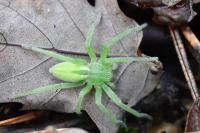 Micrommata virescens
