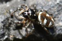 Salticus scenicus