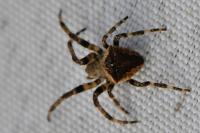 Araneus angulatus