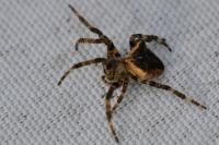 Araneus angulatus