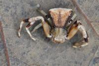 Pistius truncatus