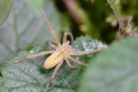 Micrommata virescens