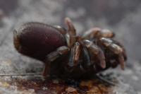 Atypus affinis