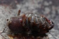 Atypus affinis