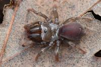 Atypus affinis