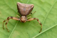 Pistius truncatus
