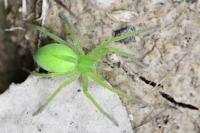 Micrommata virescens