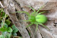 Micrommata virescens