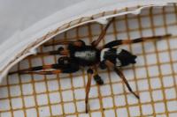 Kishidaia conspicua