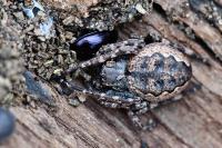 Nuctenea umbratica
