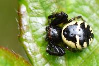 Synema globosum