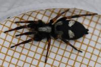 Kishidaia conspicua