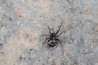 Steatoda triangulosa