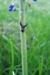 Xysticus