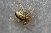 Gibbaranea gibbosa