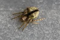 Gibbaranea gibbosa