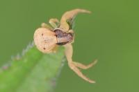 Xysticus