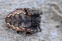 Nuctenea umbratica