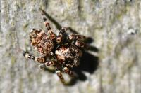 Pseudeuophrys erratica