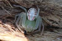 Diaea dorsata
