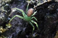Diaea dorsata