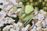 Misumena vatia