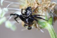 Synema globosum