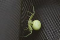 Misumena vatia