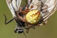 Araneus quadratus
