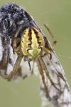 Neoscona adianta