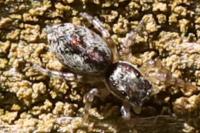 Salticus zebraneus