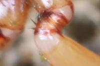 Dysdera erythrina