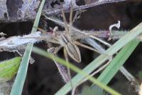 Pisaura mirabilis