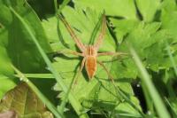 Pisaura mirabilis