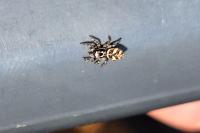 Salticus scenicus