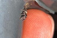 Salticus scenicus