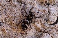 Salticus scenicus