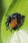 Carrhotus xanthogramma