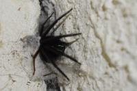 Segestria florentina