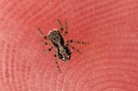 Pseudeuophrys lanigera