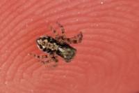 Pseudeuophrys lanigera