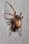 Zygiella x-notata